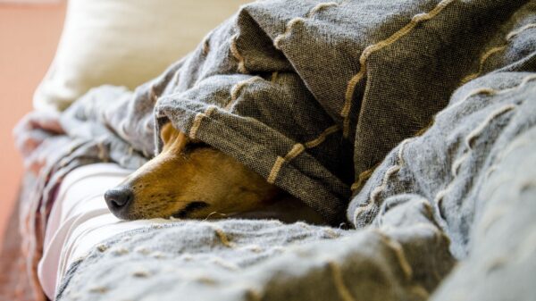 For many of us, pets aren’t just companions—they’re family. And just like any beloved family member, they deserve a home that’s comfortable, welcoming, and tailored to their needs. That’s where FunnyFuzzy comes in. In 2025, FunnyFuzzy has emerged as the go-to lifestyle brand for pet parents who crave the perfect blend of functionality, comfort, and modern design—without compromising on quality or affordability. Let’s explore why more than ever, FunnyFuzzy is the ultimate destination for pet-loving homes across the U.S.