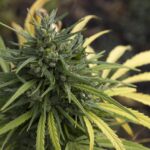 Wir bei Lucky Hemp® sind überzeugt, dass hochwertige Wellnessprodukte nicht teuer sein sollten. Deshalb bieten unsere wöchentlichen Angebote CBD-Enthusiasten – egal ob Anfänger oder Fortgeschrittene – die perfekte Gelegenheit, unsere Premium-Produktlinie zu unschlagbaren Preisen zu entdecken. Von aromatischen CBD-Blüten über Vollspektrum-Öle bis hin zu kraftvollen Kapseln – die Angebote dieser Woche bieten Ihnen das Beste, was Hanf zu bieten hat.