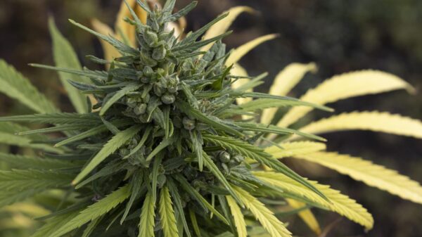 Wir bei Lucky Hemp® sind überzeugt, dass hochwertige Wellnessprodukte nicht teuer sein sollten. Deshalb bieten unsere wöchentlichen Angebote CBD-Enthusiasten – egal ob Anfänger oder Fortgeschrittene – die perfekte Gelegenheit, unsere Premium-Produktlinie zu unschlagbaren Preisen zu entdecken. Von aromatischen CBD-Blüten über Vollspektrum-Öle bis hin zu kraftvollen Kapseln – die Angebote dieser Woche bieten Ihnen das Beste, was Hanf zu bieten hat.