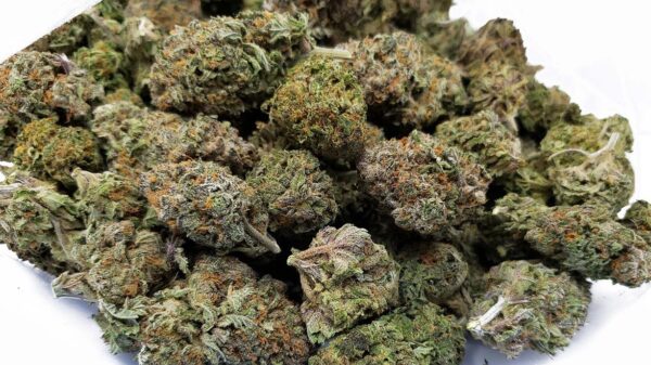 LIT Farms has quickly emerged as one of the most trusted names in the THCA flower industry, setting new standards for quality, transparency, and innovation. Known for its “California Quality” approach, the brand focuses on small-batch cultivation, meticulous testing, and expert genetics to deliver flower that’s both potent and clean. By blending advanced growing techniques with a deep respect for cannabis craftsmanship, LIT Farms provides users with a premium experience that feels consistent, authentic, and elevated. This commitment to excellence positions the company at the forefront of modern THCA cultivation, where purity and performance meet innovation.